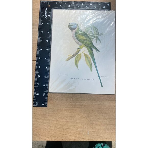 Rare Lithograph By J. Gould & H.C Richter , Hullmandel and Walton, IMP - Picture 6 of 8